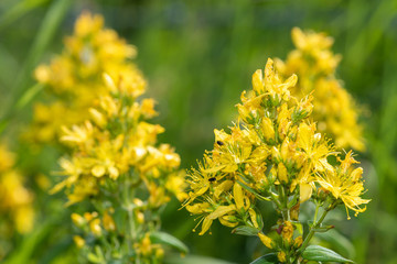 Close up of a Saint Johns wort (hypericum perforatum) plant in bloom