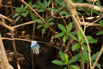 A White Glove Hanging on a Branch in a Swamp