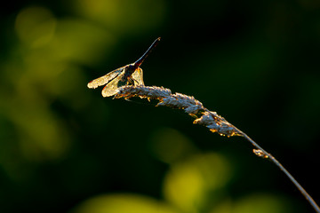 A little blue dragonlet (Erythrodiplax Minuscula) dragonfly is standing on top of a wild wheat tassel in a sunny afternoon. This is a back lit telephoto image of the insect