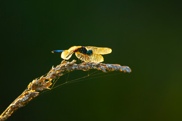 A little blue dragonlet (Erythrodiplax Minuscula) dragonfly is standing on top of a wild wheat tassel in a sunny afternoon. This is a back lit telephoto image of the insect