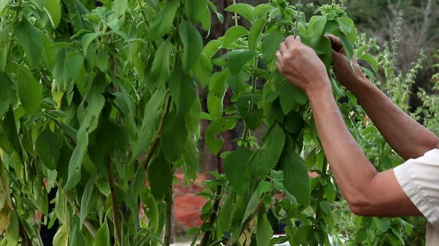 Biologist examine the health and condition of a Boldo plant that are found throughout Chile, Argentina, Peru, Bolivia, and Brazil