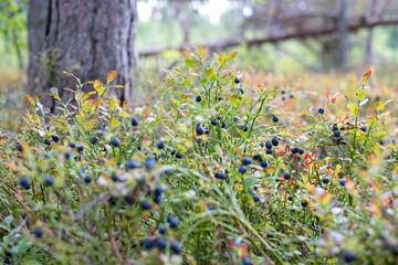 Wild blueberries growing in the forest
