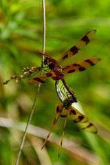 Close up image of two halloween pennant dragonflies (Celithemis eponina) during copulation. The two dragonflies with brown bands on wings are in mating wheel position. Male has lighter color.