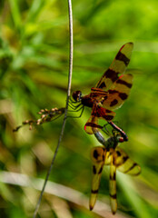 Close up image of two halloween pennant dragonflies (Celithemis eponina) during copulation. The two dragonflies with brown bands on wings are in mating wheel position. Male has lighter color.