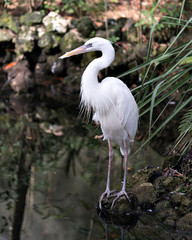 White Heron bird stock photo.  Great White Heron close-up profile view standing on a rock with blur background.
