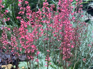 flowers in the garden