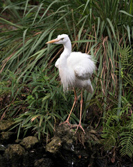 White Heron bird Stock Photos.  Great White Heron bird profile view. Foliage background. Moss rocks. Image. Portrait. Picture.