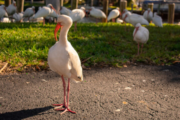 A White Ibis Grooming Its Feathers With its flock behind him