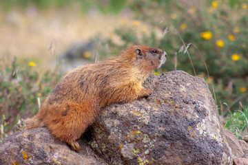 Yellow-bellied marmot poses among rocks in the Weminuche Wilderness near Creede, Colorado, USA