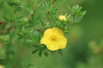  shrubby cinquefoil
