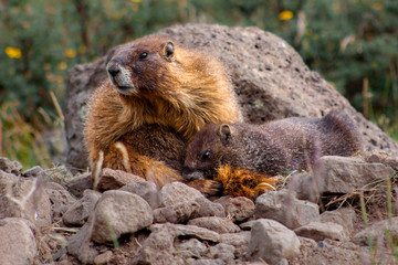 Two yellow-bellied marmots, a mother and her child, play among rocks in the Weminuche Wilderness near Creede, Colorado, USA