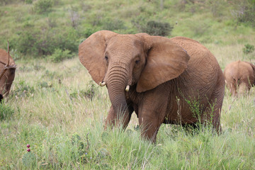 Fototapeta na wymiar Large Bull Elephant in Kenya, Africa