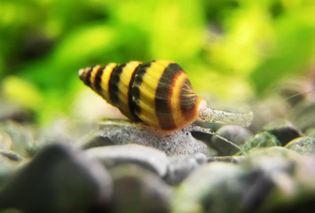 Macro shot of assassin snail in aquarium. Anentome helena.