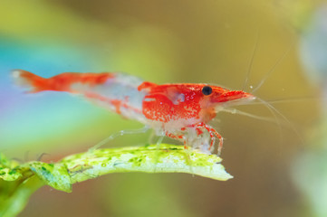Shrimp in freshwater aquarium. Neocaridina davidi or Rili shrimp.