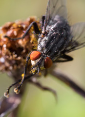 Macro shot of Flesh fly. Sarcophagidae.