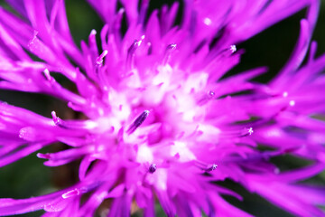 Macro shot of beautiful violet flower. Centaurea pullata.