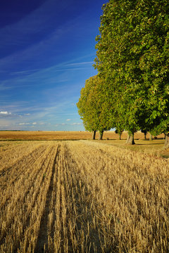 Paysage campagne 780