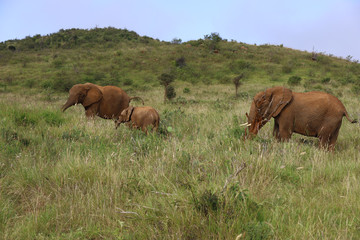 Elephants Walking with Young Calf in Kenya, Africa