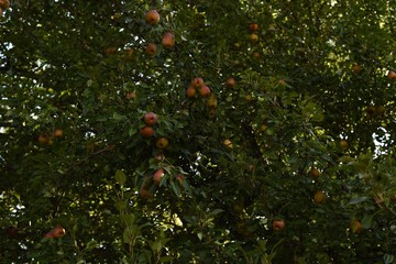 Pear tree with so many sweet pear fruits