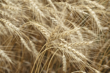 heavy ears of wheat bend in the wind. yellow background. farming and harvesting concept