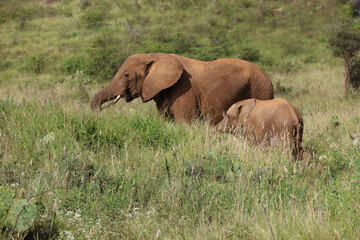 Fototapeta na wymiar Elephant with Young Calf in Kenya, Africa