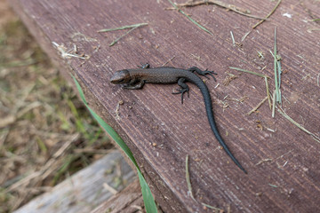 A small dark lizard lies on an old brown plank.