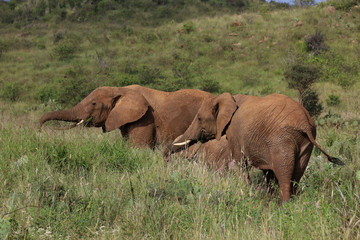 Naklejka na ściany i meble Herd of Elephants in Kenya, Africa