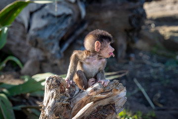 Obraz premium A baby Hamadryas Baboon playing outside on a fallen tree branch
