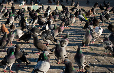Many pigeons in the city