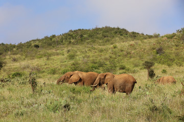 Herd of Elephants in Kenya, Africa