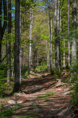 Forests of Sumava national park, Czech republic