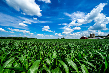 Corn field in Wisconsin
