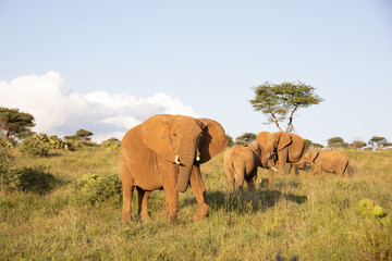Fototapeta na wymiar Group of Elephants in Kenya, Africa