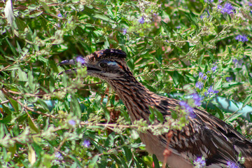 Roadrunner bird hides camouflaged among a green bush with purple flowers in Albuquerque, New Mexico, USA