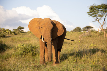 Fototapeta na wymiar Close Up of Lone Elephant in Kenya, Africa
