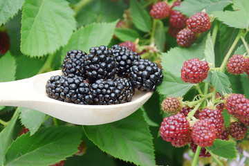 Plate of ripe blackberries on white wooden background