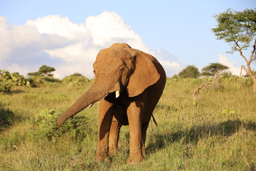Obraz premium Close Up of Elephant in Kenya, Africa
