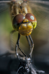 head of a dragonfly close up