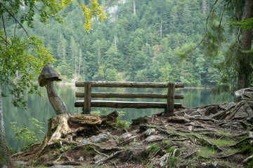 Lonely wooden bench on a lake in the forrest in summer