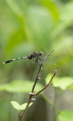 dragonfly on a branch