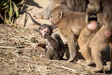 A baby Hamadryas Baboon playing outside with their family unit