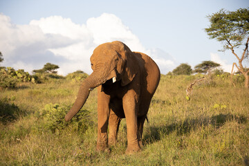 Fototapeta na wymiar Close Up of Elephant in Kenya, Africa
