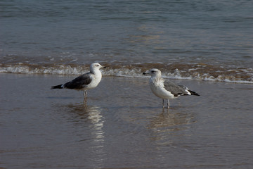 Seagull bird on the beach