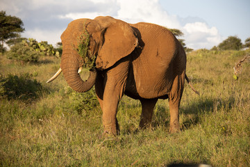 Fototapeta premium Close Up Photo of Elephant Eating Grass in Kenya, Africa
