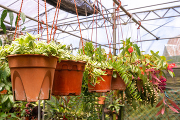 Shop for home plants and potted flowers. Gardening.