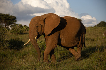 Close Up Photo of Elephant Eating Grass in Kenya, Africa
