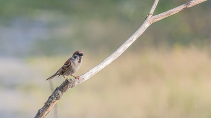 A sparrow sits on a dry branch on a summer day in the park.