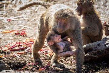 A baby Hamadryas Baboon playing outside with their family unit