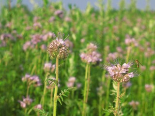 Field of blue tansy flowers (Phacelia tanacetifolia) - bee plant attracting honey bees, eastern Poland
