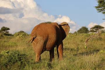 Fototapeta na wymiar Lone Elephant Walking Away in Kenya, Africa